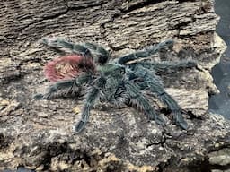 Thrixopelma ockerti, Flame Rump Tree Spider