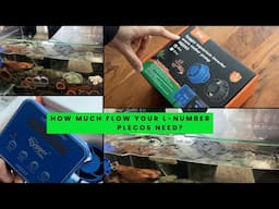 How much flow your L-Number Plecos needs? Installing Hygger wavemaker!
