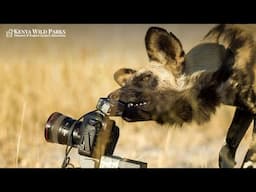Are Wild Dogs Scared of Lions?