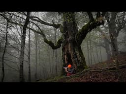 Camping Inside a Giant Ancient Tree