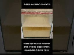 This is Sake being fermented!