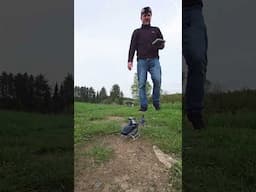 RC Helikopter Amewi The-Flying-Bulls-EC135-Helikopter-Brushless-6-Kanal-6G-RTF Akkualarm!