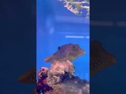 I made a mistake… #reeftank @Redseafish