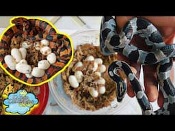 We have so many Snake Eggs 🐍 🥚
