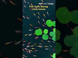 Fish frolic among lotus leaves