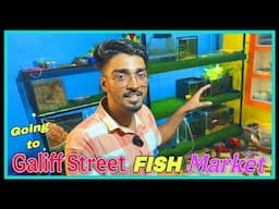 Going to Galiff Street FISH Market || Fish Room Update and Tank Maintainance