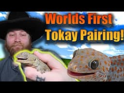 Pairing For A WORLD'S FIRST Tokay Gecko Morph Combo!