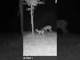 First fawn of the year! 🦌