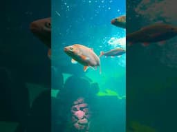 #short Trip #with kids#malayali in #germany #aquarium #nurselife