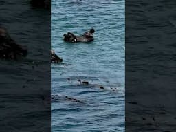 Otters frolicking in Morro Bay, California #photoshoptutorial #duet #lifeisbutadream