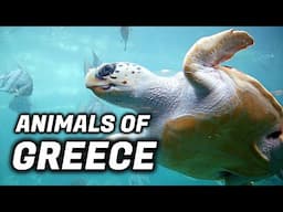 What Is The National Animal Of Greece?
