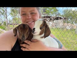 Fern Had Twins! Meet Our New Baby Goats – A Boy and a Girl! 4/6/25