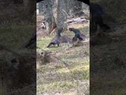 Capercaillie Strutting in Austria