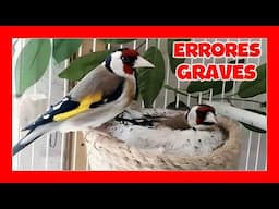 ❌ 7 ERRORES GRAVES en la CRÍA de JILGUEROS en CAUTIVIDAD ❌ COMO CRIAR JILGUEROS
