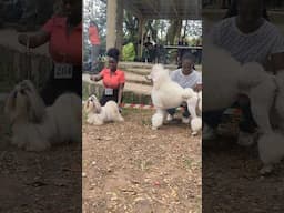 Poodle vs Shih Tzu in Show ring #dog #shorts #poodle #shihtzu