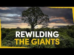 Our plan to reconnect the giant trees of the Amazon