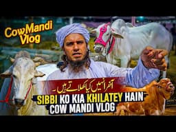 Cow Mandi Vlog Mufti Tariq Masood Vlogs