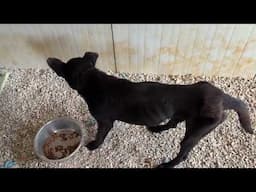 The Starving Dog is in the Shelter: Will Bring Him Back to Life! - Takis Shelter