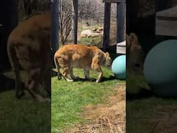 Leo & Alyssa Update Live || The Wildcat Sanctuary