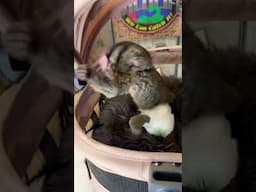 Meet Boomer baby Owl Monkey #monkey #animal #shorts