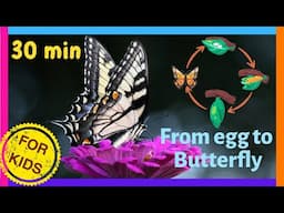 All About Butterflies For Kids🦋 Educational Videos for Toddlers