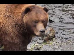 Gary Goeden's Mysterious Grizzly Bear Attack In Glacier National Park