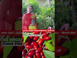இப்படி ஒரு பழ செடியா #nursery #farming #agriculture