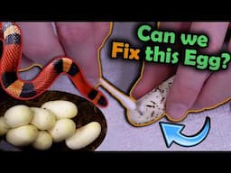 Our Milksnakes Laid Eggs! (Two Species!)