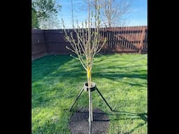 Planting A Tree In Memory Of Our Boys Who Passed | Life With Schnauzers