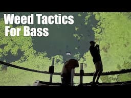 Weed Tactics For Bass