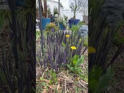 ‘Purple Flame’ Native Iris #nativeplants