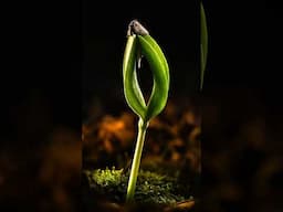 Natural vs Artificial Light — A Macro Photography Lighting Experiment 🌱💡