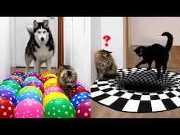 Owner Has NEW Challenges For  Dogs And Cats EVERY DAY | Part 3
