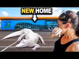 Moving 100 Reptiles Into Their New Home! (part 1)