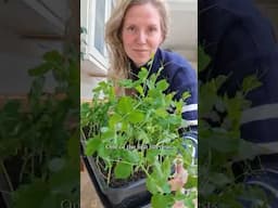 🫛 How to Grow Pea Shoots #growyourownfood #gardening