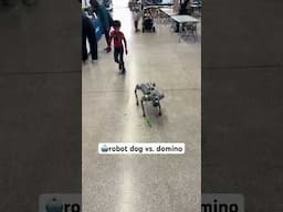 can a robot dog topple dominoes?