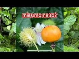 Kurombot, santo papa or passiflora