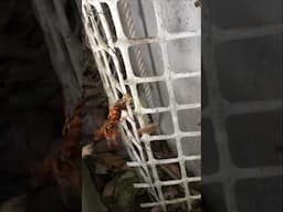 Hornet Attack! Honeybee Counterstrike