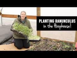 Planting Ranunculus In My Hoophouse! Sunshine and Flora Cut Flower Farm