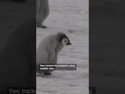 Antarctic emperor penguin decline could be worse than expected