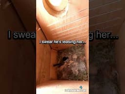 Inky the Chickadee’s Nestbox Nap Interrupted by Snack Tease
