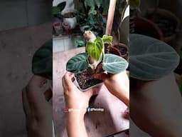 Propagating and Repotting Philodendron Plant - Philodendron Plant Care