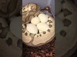First clutch of the season 🤩🤘🏼 So excited! #snake #reptiles #python #wildlife #animals