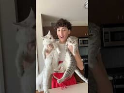 FEED MY KIDS WITH ME🤍🩶🤍 #cat #explore #vlog
