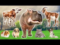 Farm Animals Compilation: Dog, Cat, Chicken, Cow, Rabbit, Giraffe, Elephant - Farm Animal Sounds
