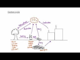 GCSE Biology - B17 Organising an ecosystem OVERVIEW