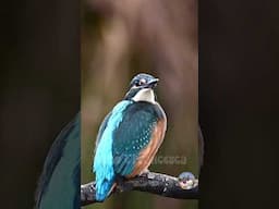 Magnificent Kingfisher🐦 #wildlife #animals #birds #kingfisher #shorts