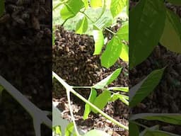 Honeybee Swarm 2024