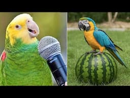Smart And Funny Parrots Parrot Talking Videos Compilation (2025) - Cute Birds #27