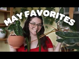 May Favorites! my new watering set up, huge philodendron, & more!